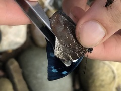 Charaxinae
