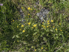 Lapsana communis