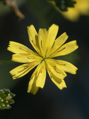 Lapsana communis