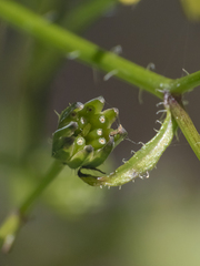 Lapsana communis