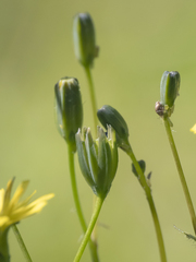 Lapsana communis
