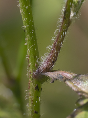 Lapsana communis