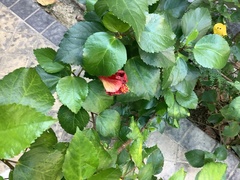 Hibiscus rosa-sinensis