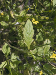 Lapsana communis