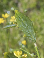 Lapsana communis