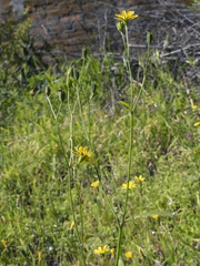 Lapsana communis