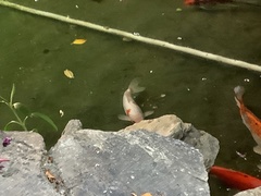 Cyprinus rubrofuscus