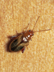 Protopsilapha signata