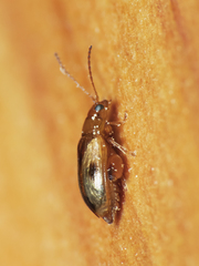 Protopsilapha signata