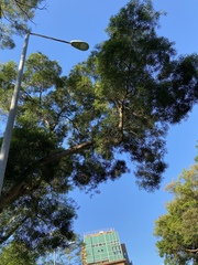 Melaleuca leucadendra