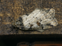 Lacaria orfilai