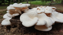 Lentinus squarrosulus