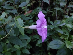 Ipomoea chenopodiifolia