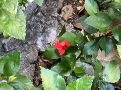 Hibiscus rosa-sinensis