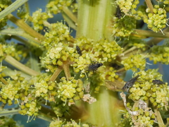 Aciphylla squarrosa squarrosa