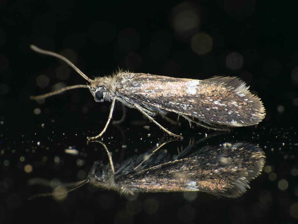 Heterobathmia pseuderiocrania from Provincia de Itata, Ñuble, Chile on