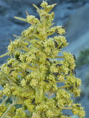 Aciphylla squarrosa squarrosa