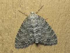 Hoplosauris multivirgulata