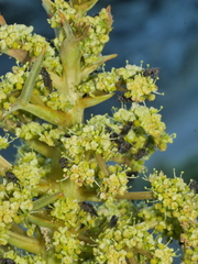 Aciphylla squarrosa squarrosa