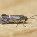 Heterobathmiidae - Photo (c) Claudio Maureira, μερικά δικαιώματα διατηρούνται (CC BY-NC-SA), uploaded by Claudio Maureira