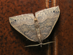 Ennada blanchardi