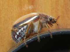 Phytholaema mutabilis