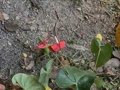 Anthurium