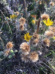 Heterotheca sessiliflora echioides