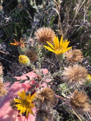 Heterotheca sessiliflora echioides