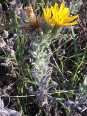 Heterotheca sessiliflora echioides