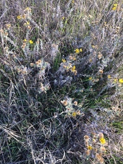 Heterotheca sessiliflora echioides