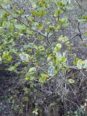 Quercus parvula