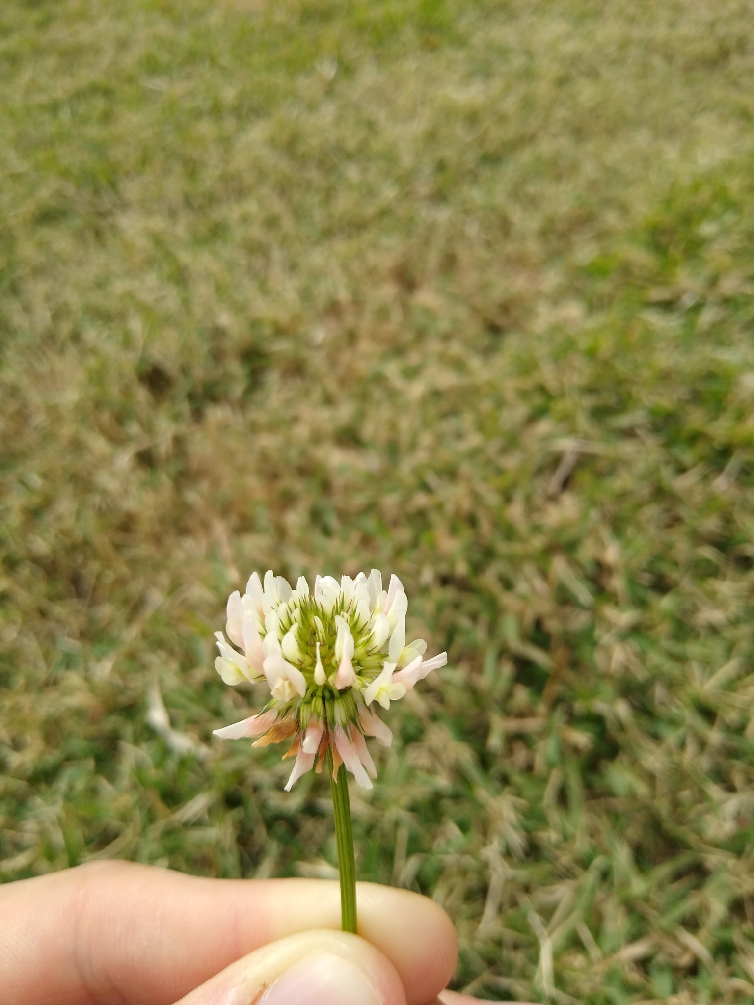 Trifolium repens