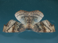 Syncirsodes primata
