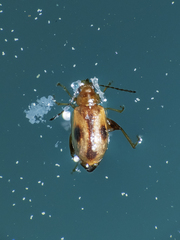 Protopsilapha signata