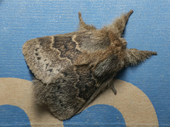 Macromphalia ancilla