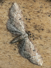 Eupithecia rosalia