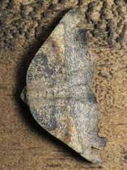 Syncirsodes primata