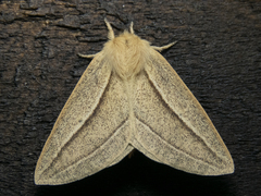 Cinommata bistrigata
