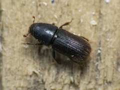 Hylurgus ligniperda