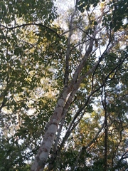 Piscidia carthagenensis