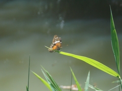 Anartia amathea