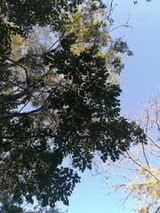 Piscidia carthagenensis