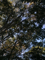 Piscidia carthagenensis