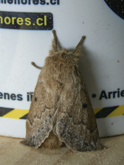 Macromphalia ancilla