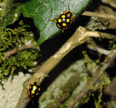 Platyphora mirabilis