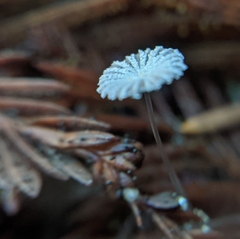Narcissea patouillardii