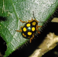 Platyphora mirabilis