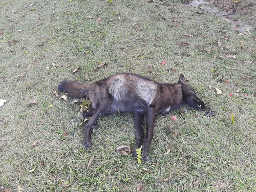 Coyote photographed in South Carolina