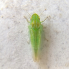 Neocoelidiini